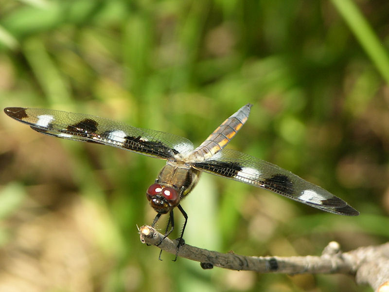 Dragonfly
